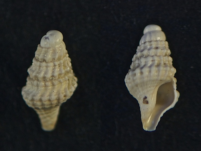 Microfossile 27